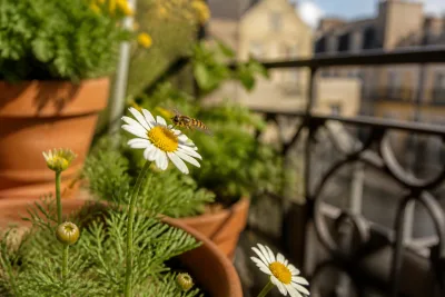 Syrphe en vol stationnaire devant une fleur simple sur un balcon, pots et rambarde visibles