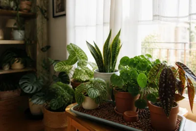 A cluster of potted houseplants arranged near a window with a sheer curtain, sunlit apartment interior with light filtered through a voilage
