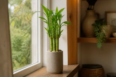 Vase opaque contenant tiges de Dracaena sanderiana sur un rebord de fenêtre, racines visibles entre les galets