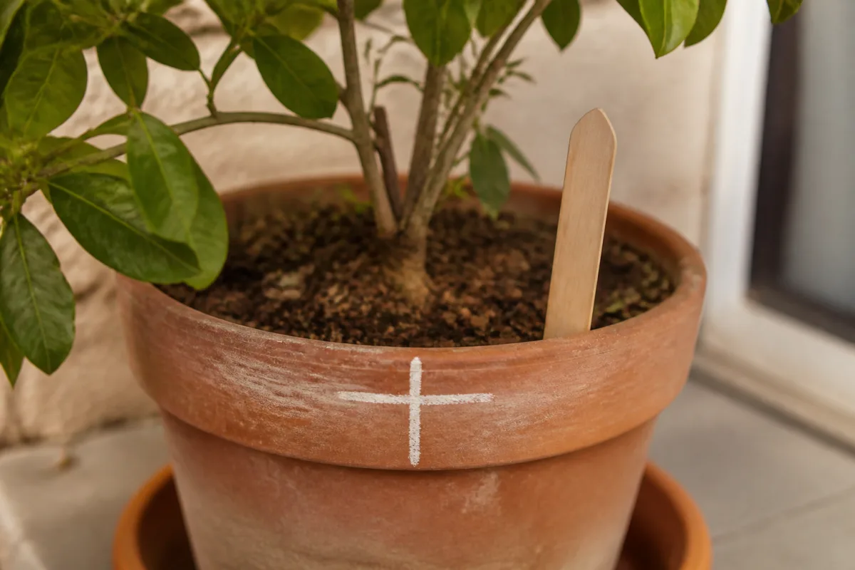 Bord de pot de citronnier marqué d’une croix à la craie et petit tuteur indiquant le sud
