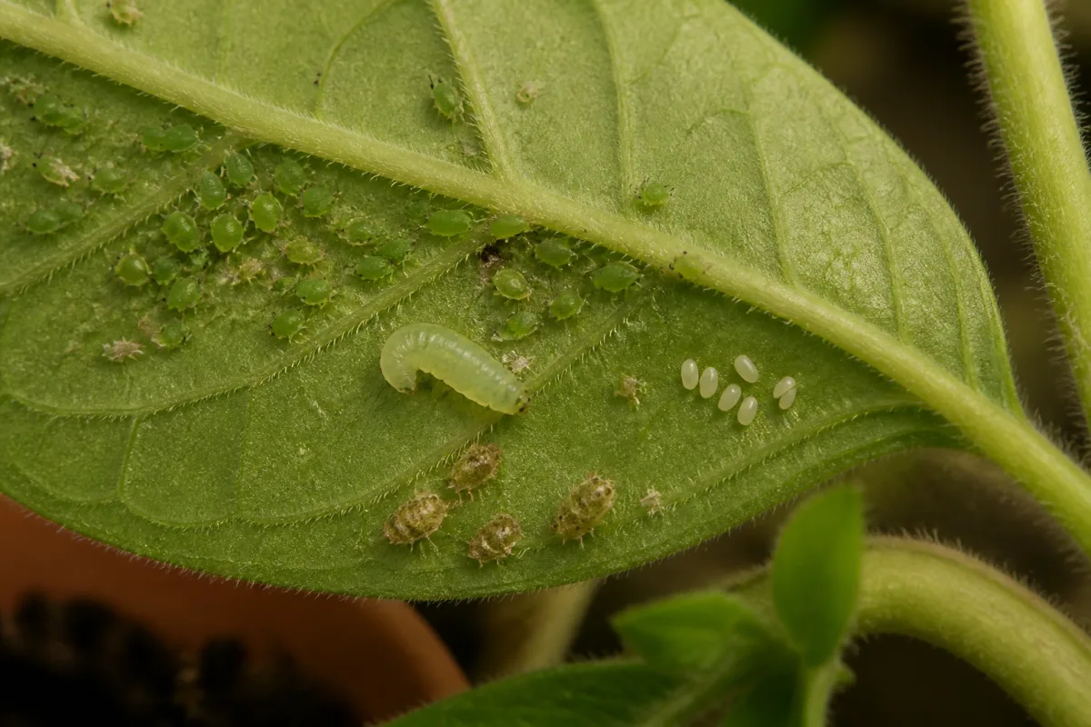 Revers de feuille avec petits œufs blancs, larve translucide et pucerons