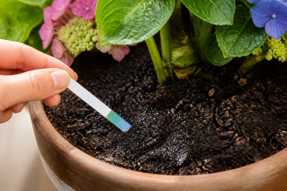 Bandelette de pH immergée dans du substrat humide d’un pot d’hortensia